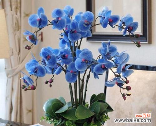 探索洋兰花的文化涵义和功效 洋兰花的象征意义及作用