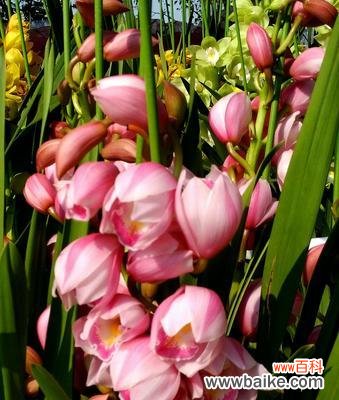 探索洋兰花的文化涵义和功效 洋兰花的象征意义及作用