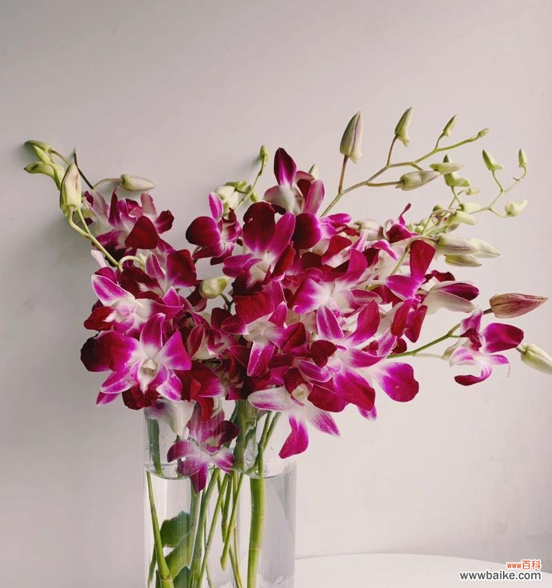 洋兰花 洋兰花的象征意义与传承