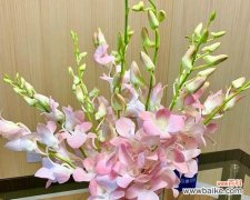 洋兰花 洋兰花的象征意义与传承