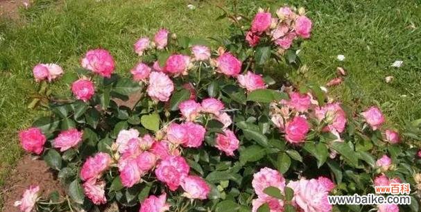 用小球玫瑰传递爱的甜蜜情话 小球玫瑰花语