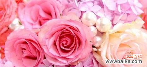 探寻小玫瑰的寓意及其深刻象征 小玫瑰的寓意与象征意义