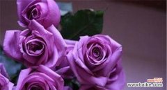 探寻小玫瑰的寓意及其深刻象征 小玫瑰的寓意与象征意义