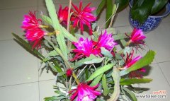 开启内心力量的箭荷花 箭荷花