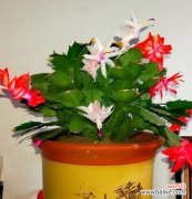 一年开几次花 蟹爪兰的花语和开花频率