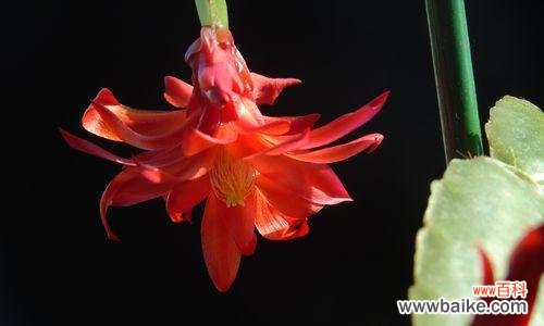 掌握嫁接技术 蟹爪兰嫁接的时机与技巧