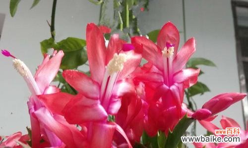 探索蟹爪兰花的深层含义 蟹爪兰花语