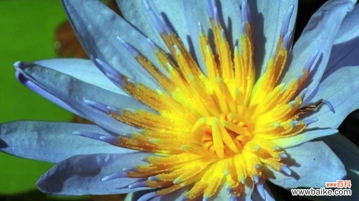 探秘延药睡莲花的保健功效与魅力 延药睡莲花的神奇力量