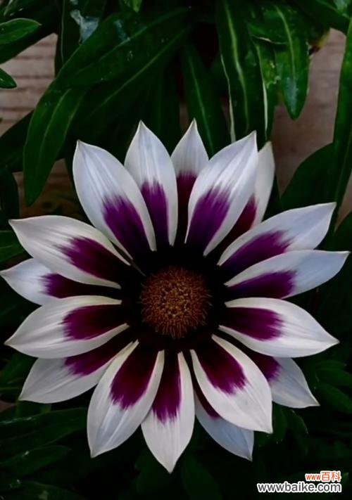 勋章菊花语解读与历史演变 以勋章菊花语的含义及传承