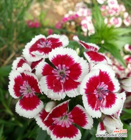 探寻以须苞石竹的神秘花语之谜 以须苞石竹的花语及其意义