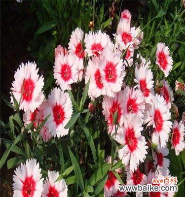 探寻以须苞石竹的神秘花语之谜 以须苞石竹的花语及其意义