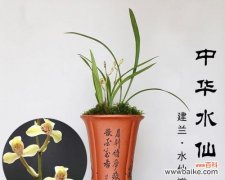 以兰花为指引的修身养性之道 养兰花的寓意与人生智慧