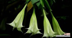 揭开曼陀罗花的神秘面纱 曼陀罗花的神秘象征与深刻寓意