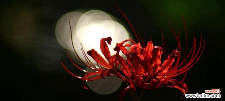 曼珠沙华花语解读 曼珠沙华，花语之色