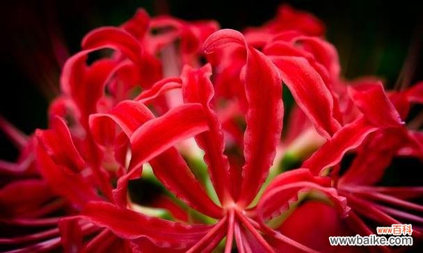 曼珠沙华花语解读 曼珠沙华，花语之色