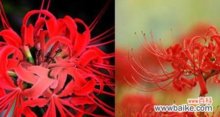 美丽而神秘的花朵 以蔓珠莎华的花语