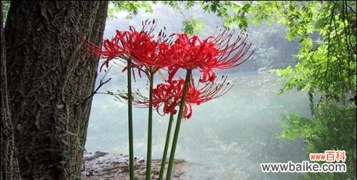 美丽而神秘的花朵 以蔓珠莎华的花语