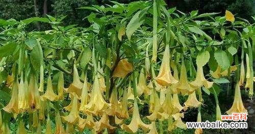 揭开曼陀罗花的神秘面纱 曼陀罗花的象征意义与文化传承