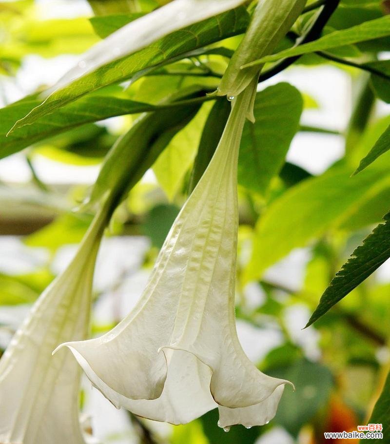 揭开曼陀罗花的神秘面纱 曼陀罗花的象征意义与文化传承