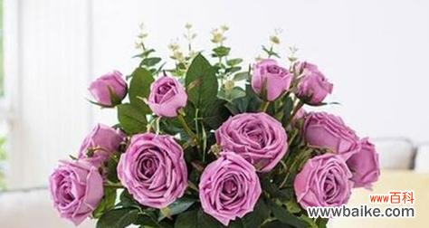 玫瑰花作为人的代表品质的象征——浪漫 玫瑰花的寓意及象征意义