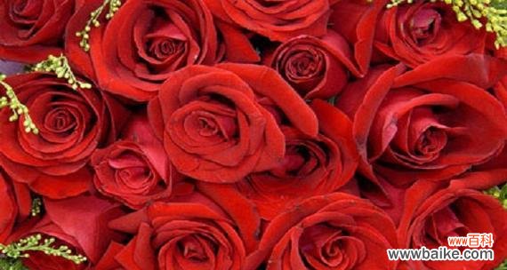 揭示玫瑰花的深层含义与文化象征 玫瑰花的寓意与象征