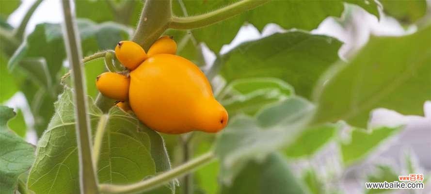 探寻芒果象征的深层意义 芒果的寓意与祝福