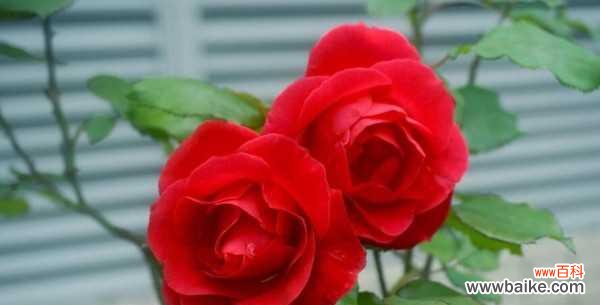探寻玫瑰花的含义 玫瑰花的花语——爱情的象征