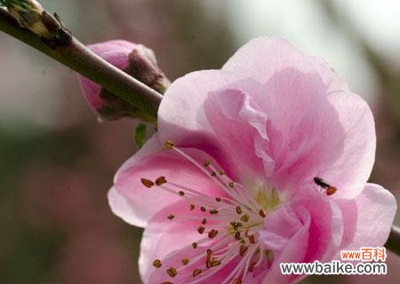 传承千年的深刻寓意 梅花之美