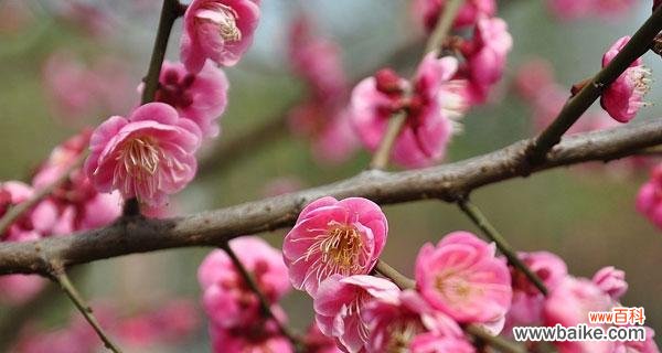 探寻梅花的花语之美 梅花