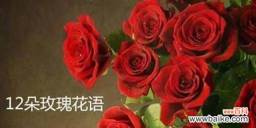 探秘玫瑰花的神秘语言 玫瑰花的花语及代表意义
