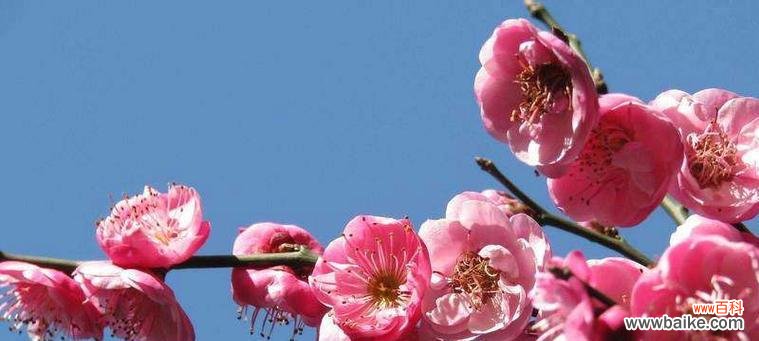 探寻梅花的花语与象征寓意 梅花之语