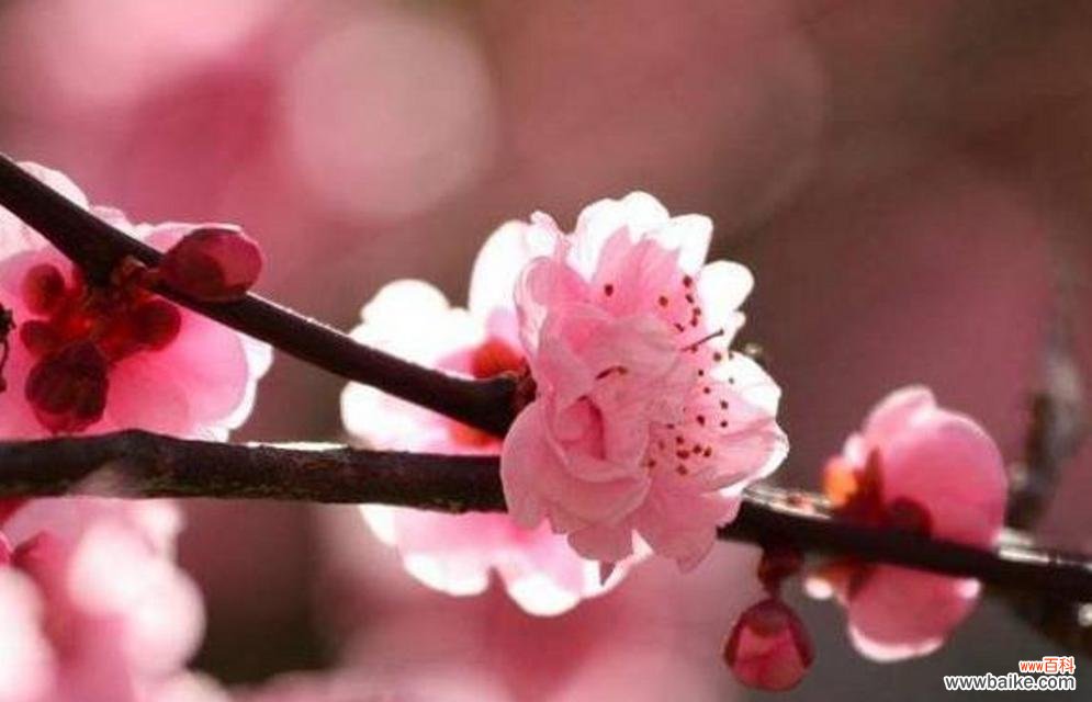 探寻梅花的花语与象征寓意 梅花之语