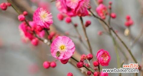 探寻梅花的内涵与美丽 梅花花语与其代表意义