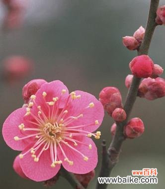 优雅坚强的梅花 梅花花语的象征与寓意