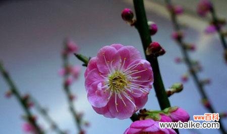 优雅坚强的梅花 梅花花语的象征与寓意