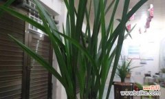 从情感满足到环境改善 养兰花的意义与价值