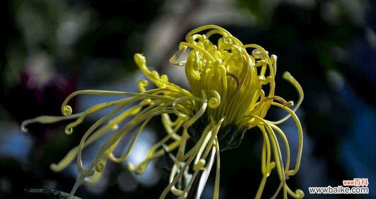 探索菊花养殖的乐趣与技巧 养菊花的意义与方法