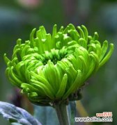 探索菊花养殖的乐趣与技巧 养菊花的意义与方法