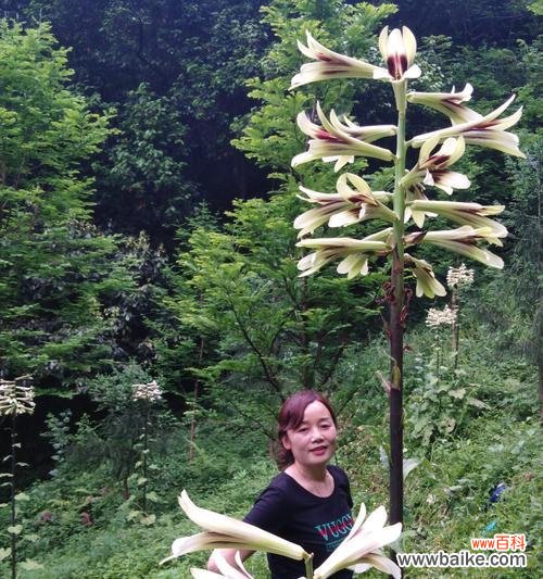 花开荒野 野百合花语与寓意——自由与纯洁的象征