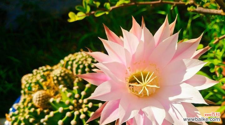 打造健康的仙人掌 养仙人掌的要点与技巧