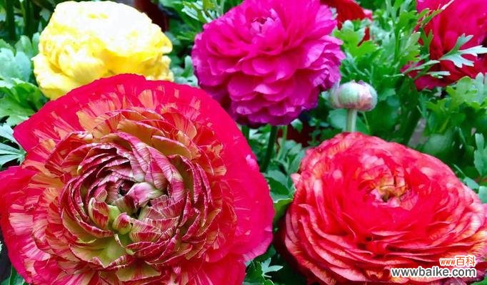 牡丹栽培技巧大揭秘 如何养护牡丹