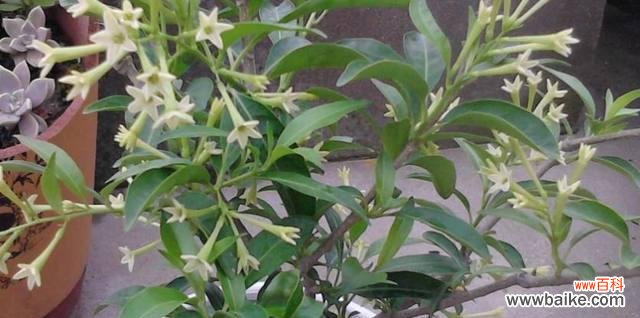 解读以夜来香的花语与象征意义 以夜来香之花语