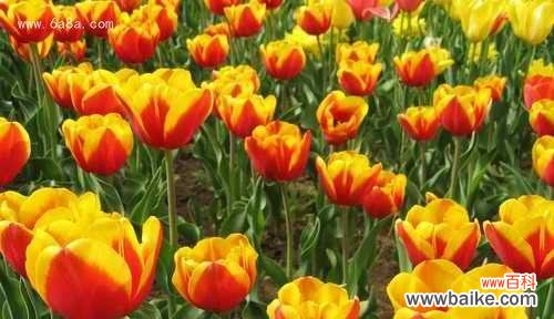 探索郁金香的花语 野生郁金香的花语——探索自由与奇迹的象征