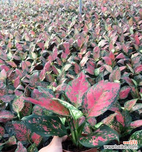 探秘银皇后万年青的神奇之处 银皇后万年青花语——永恒的生命力与希望