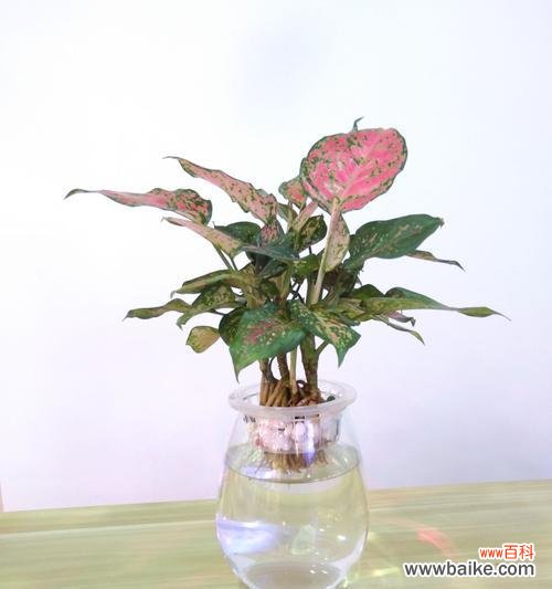 探秘银皇后万年青的神奇之处 银皇后万年青花语——永恒的生命力与希望