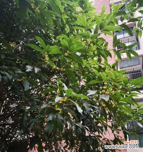 探秘银桂之美 银桂