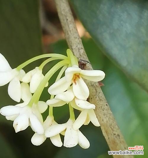 探秘银桂之美 银桂