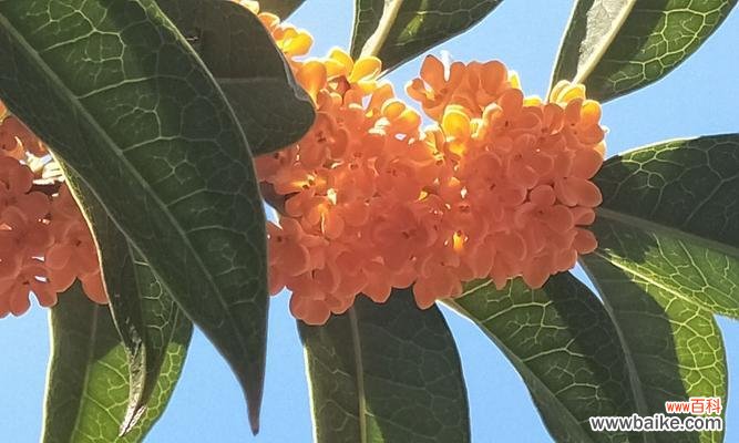 探秘银桂之美 银桂