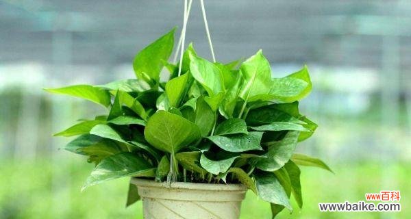 掌握绿萝养殖技巧 绿萝的养护与七个鬼的含义