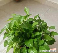 掌握绿萝养殖技巧 绿萝的养护与七个鬼的含义